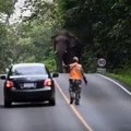 Un éléphant se prend pour Gandalf... Tu ne passeras pas