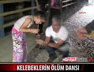 KELEBEKLERİN ÖLÜM DANSI