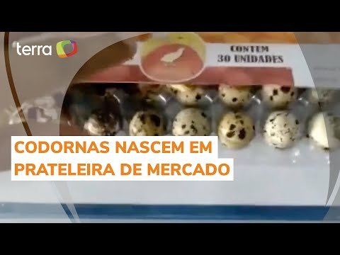 Codornas nascem em prateleira de mercado no Piauí