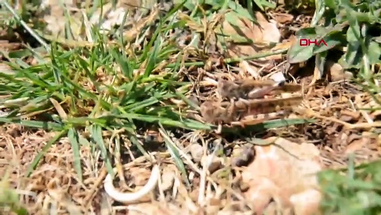 Amanos Dağları'nda bulunan 3 yayladaki bahçeleri çekirge istila etti