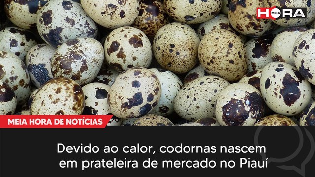 Devido ao calor, codornas nascem em prateleira de mercado no Piauí