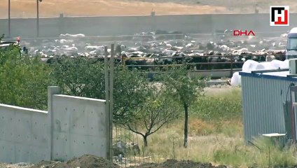 Ankara'da şarbon karantinası