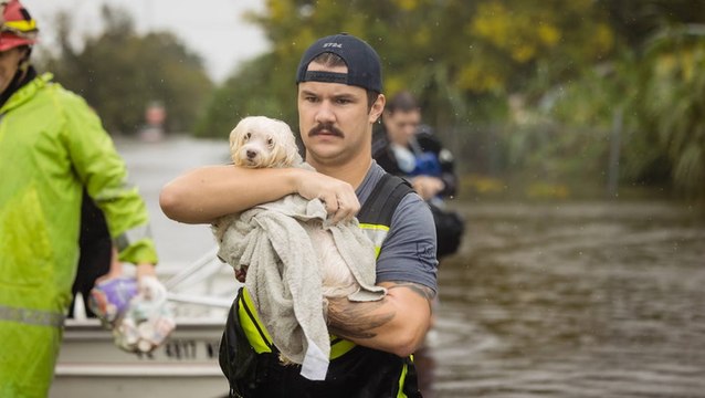 Organizations helping displaced animals after Hurricane Ian