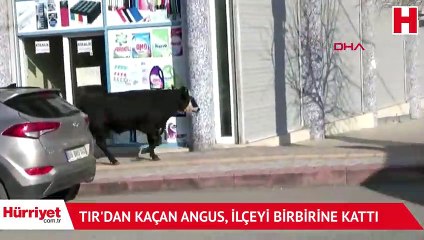 TIR'dan kaçan angus, ilçeyi birbirine kattı
