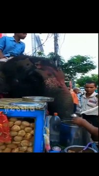 Elephant Love Panipuri । Panipuri Eating Elephant। Hatee Panipuri kha Raha he। Elephant Love Panipuri Very Testing । Elephant Good Jab । E