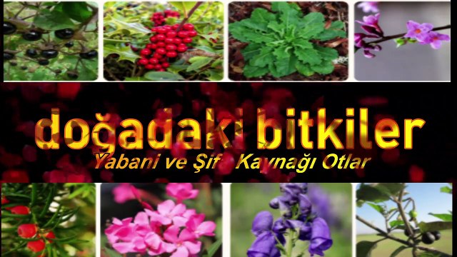Labada Evelik Efelek otu Hem şifalı hemde yenilebilir