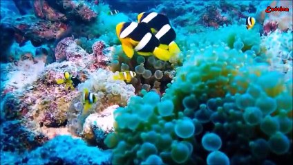 Peixes Exóticos e Coloridos em uma… Viagem ao Fundo do Mar