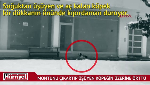 Montunu çıkartıp üşüyen köpeğin üzerine örttü