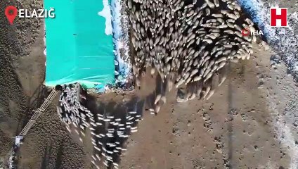 Kuzuların anneleriyle muhteşem buluşması böyle görüntülendi