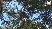 Ağaçtan düşen yavru tembel hayvanın annesine kavuşma anı