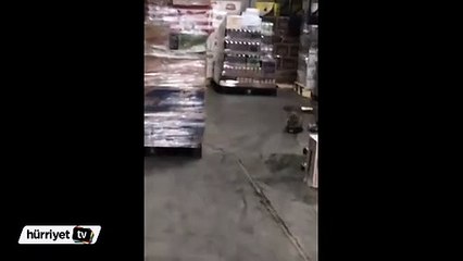 İçki içen Rakunun komik anları