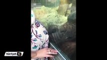 Orangutan anne karnındaki bebeği öptü