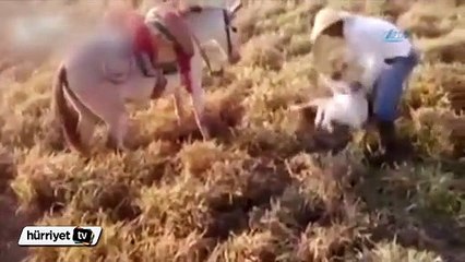 Kendini çoban köpeği zanneden katır