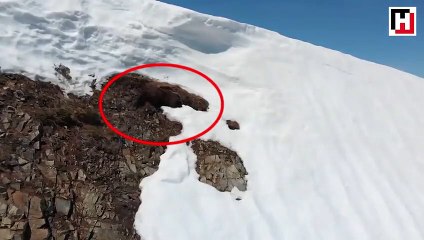 Yavru ayının hırsı bravo dedirtti