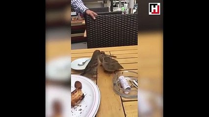 Anne serçe yavrularını böyle besledi!