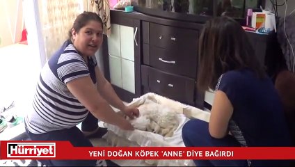 Yeni doğan köpek "Anne" diye bağırdı