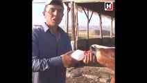 Annesi ölen tayı keçi sütü ile besliyor