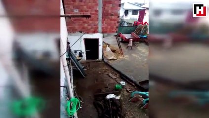 Köpeklerini dövdüğü iddiasıyla ailesinden şikayetçi oldu