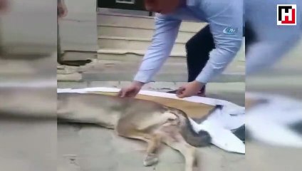 Anne köpeğin yavrusu için verdiği çaba kamerada
