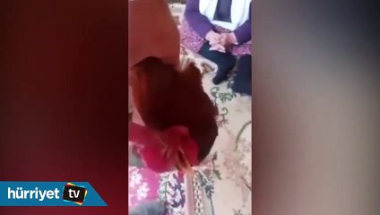 'Anne' diye bağıran horoz