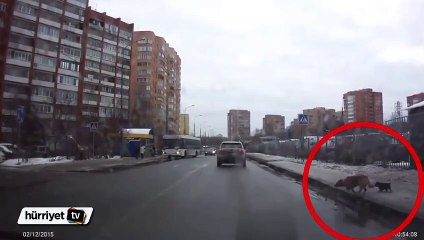 Rusya'daki sürücünün yavru köpeğe duyarlılığı