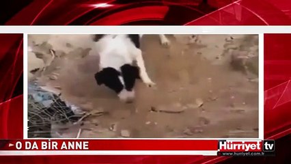DÜNYA BU KÖPEĞİN YAPTIĞINI KONUŞUYOR