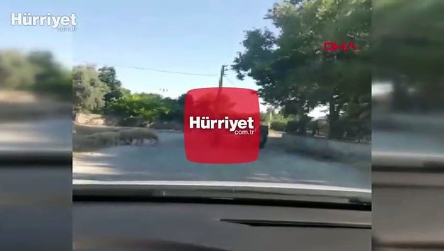 Koyunları traktörün arkasına bağlayarak götürdü