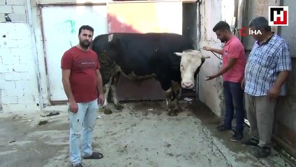 1.3 tonluk Paşa, 25 bin TL’ye alıcısını bekliyor