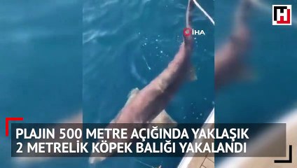Plajın 500 metre açığında yaklaşık 2 metrelik köpek balığı yakalandı