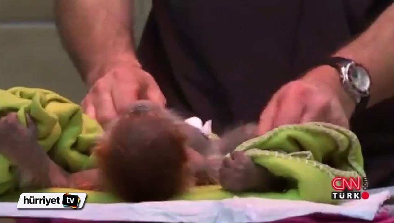 Annesinin reddettiği bebek orangutan herkesin gözdesi