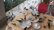 Kuşların kahvaltı keyfi