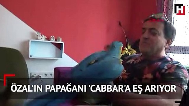 Özal'ın papağanı 'cabbar'a eş arıyor