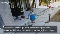 Yavrularını korumak adına köpeğe saldıran kedi, sitenin maskotu oldu