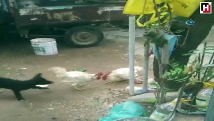 Kavga eden horozları ayırmaya çalışan yavru köpeğin çabası güldürdü