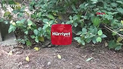 Alanya'daki kaplumbağa vahşetine soruşturma
