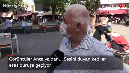 Sesini duyan kediler esas duruşa geçiyor