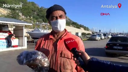 Balon balığı kuyruğu teslimatı başladı