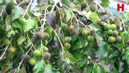 Emekli çift ketembilla meyvesi üretti