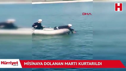 Misinaya dolanan martı kurtarıldı