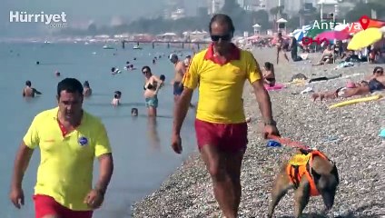 Türkiye'nin ilk cankurtaran köpeği Fox