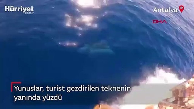 Tekneyle birlikte yüzen yunuslar renkli görüntüler oluşturdu