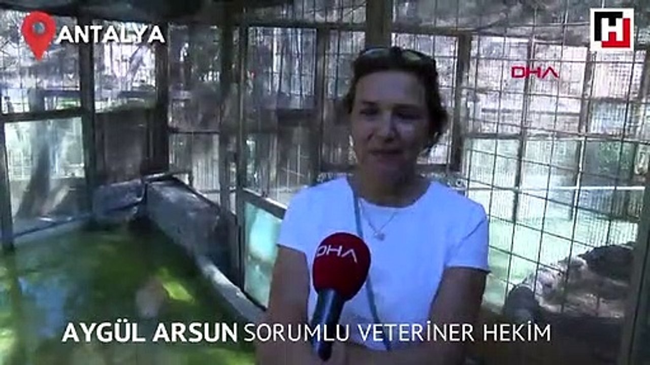 Antalya hayvanat bahçesinin gözdesi "Trump"