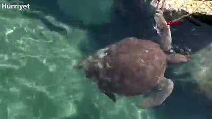 Caretta carettaların 'koronavirüs' özgürlüğü