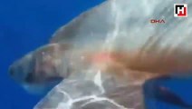 Antalya 5 metrelik köpek balığı oltaya takıldı