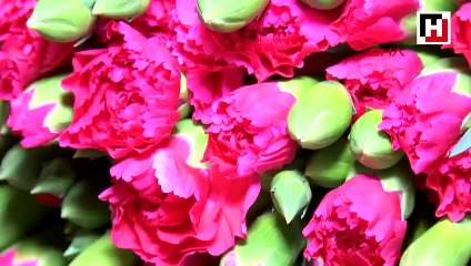 Noel için Avrupa'ya 70 milyon dal çiçek