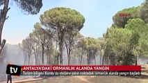 Antalya'da oteller bölgesinde orman yangını