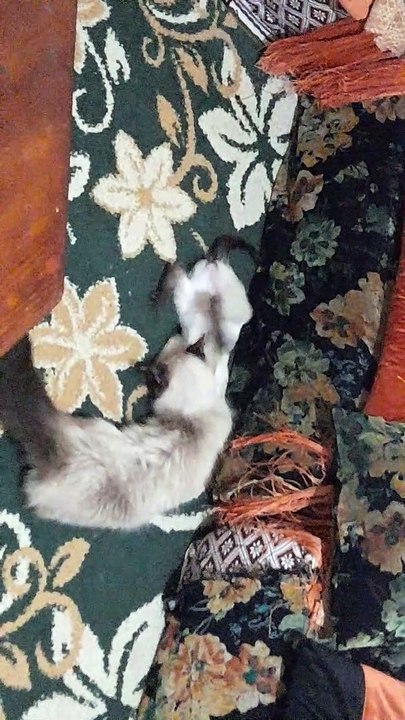 تدريب قطط السيامي في المنزل