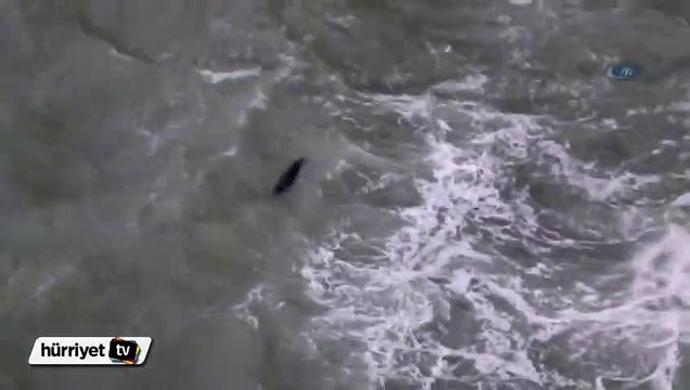 Antalya sahillerinde Akdeniz fok balığı