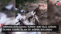 Ormanlıkta çuval içinde biri ölü, diğeri ölmek üzere olan iki köpek bulundu