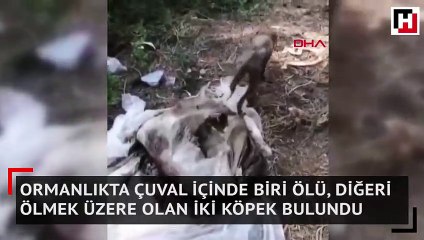 Ormanlıkta çuval içinde biri ölü, diğeri ölmek üzere olan iki köpek bulundu